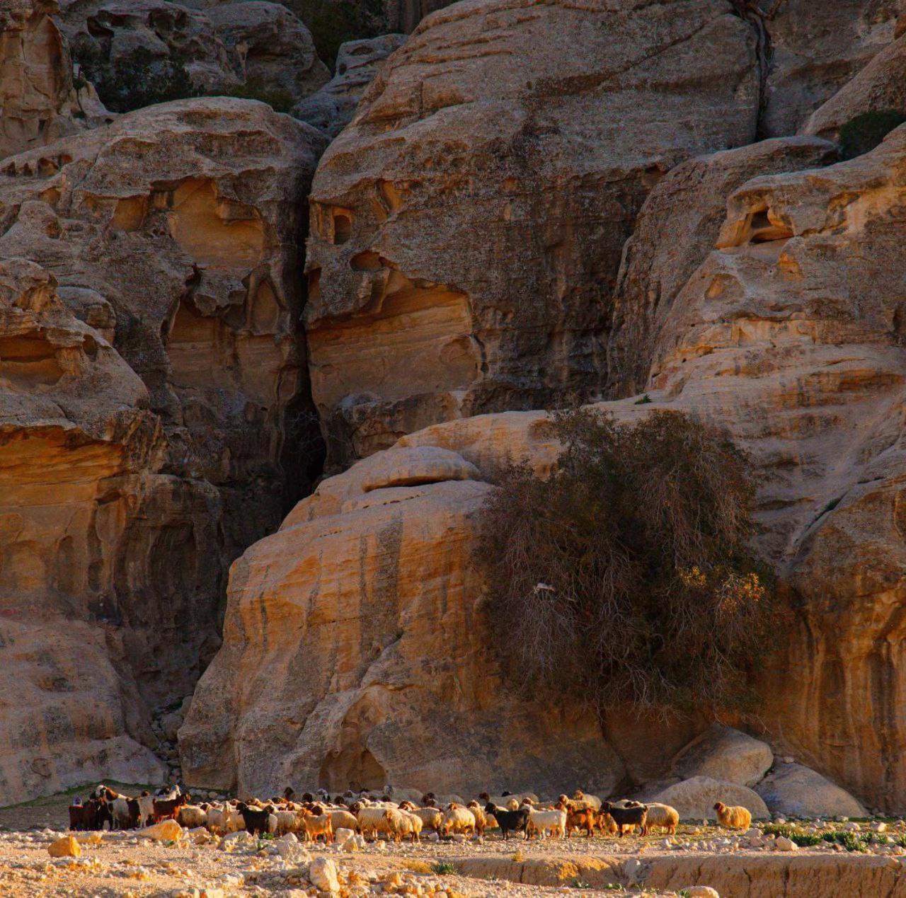 Sultan Al_ wadi rum Hotel Bagian luar foto